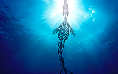 Meet Bèr - Mosasaurus Experience