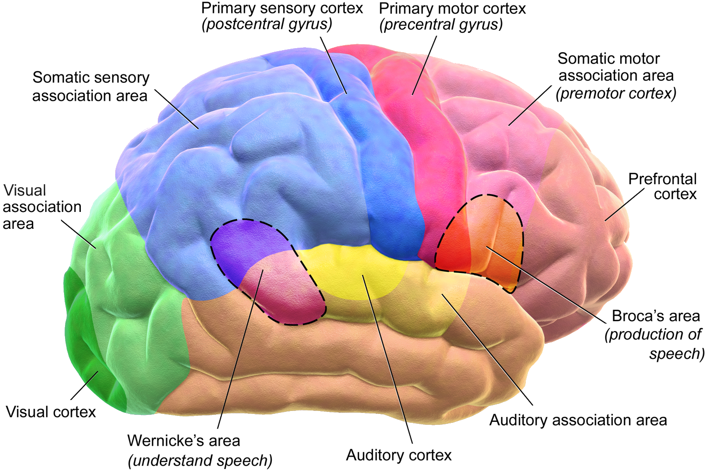 how-do-we-measure-cognitive-functions-in-people-with-brain-damage